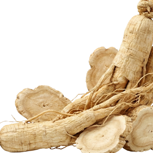 Panax Ginseng