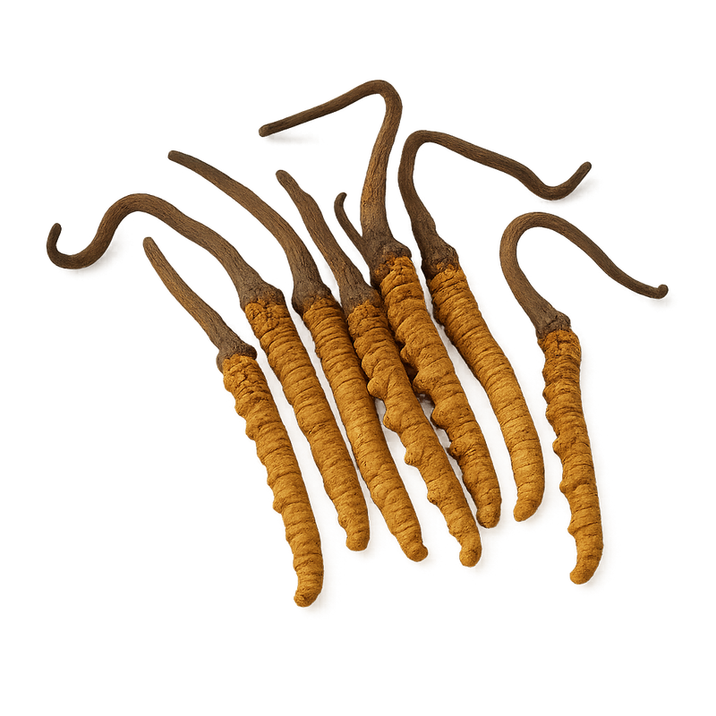 Cordyceps