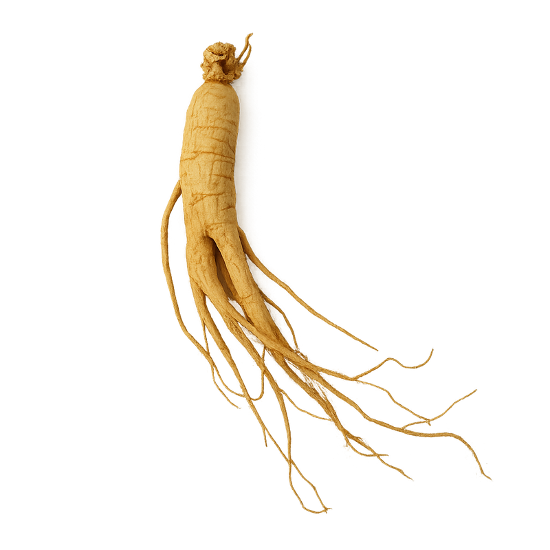 Panax Ginseng